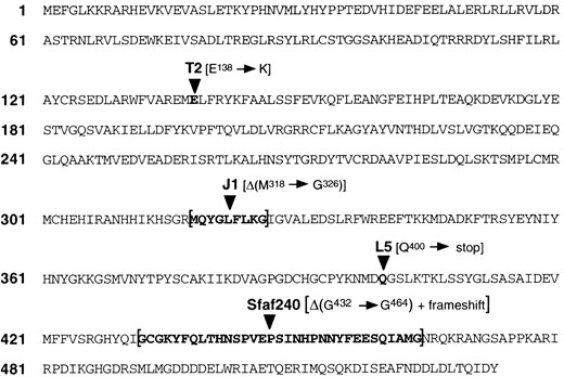 —Mutations in EMS-induced DNAprim alleles. Amino acid sequence changes, derived from DNA sequence determination, in the putative DNA primase proteins produced by four different EMS-induced mutant alleles are shown. Two of the mutations are single nucleotide changes; T2 is GAG → AAG and L5 is CAG → TAG. Two of the mutations are deletions; J1 is an in-frame deletion of 27 bp and Sfaf240 is a deletion of 101 bp that results in a frameshift. The mutations in J1, L5, and Sfaf240 (strong alleles) are all in regions highly conserved in the yeast, human, and mouse genes (Huikeshoven and Cotterill 1999). T2 is a weak allele, and E138 is somewhat conserved (D in human and mouse, F in yeast; Huikeshoven and Cotterill 1999). In addition to the amino acid sequence we derived shown here, three translated amino acid sequences for Drosophila DNA primase are available: genomic clone AC017679 and cDNA clone GM13640 from the Drosophila Genome Project, and also the sequence derived by Huikeshoven and Cotterill (1999). Our translated sequence matches exactly with that derived from AC017679, except that AC017679 is missing 1 bp, which is present in the GM13640 sequence, that would interrupt the reading frame. We assume that this is an error in the AC017679 sequence. Our translated sequence differs from the translation of GM13640 in two amino acids: Y42 in our sequence is F in GM13640 and S49 in our sequence is G in GM13640. There are numerous differences between our sequence and that in Huikeshoven and Cotterill (1999). The GenBank accession number for the DNA sequence we report here is AF291873.