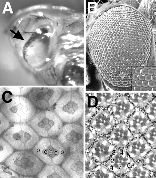 —Eye phenotypes of weak DNAprim mutants. (A) The eye of a late-stage pupa of the genotype DNAprimT2/DNAprimSfaf240 is shown. The arrow points to a region of cell death (black dots) at the eye anterior. (B) A scanning electron micrograph showing the slightly rough eye of a DNAprimj10B2Δ14/DNAprimSfaf240 adult. The inset is a magnification of a portion of the micrograph, showing that bristles, which should be present at alternate corners of the hexagons, are often missing or misplaced. (C) A pupal eye disc of the genotype DNAprimj10B2Δ13/DNAprimSfaf240 stained with cobalt sulfide is shown. The primary pigment cells (p), the cone cells (c), and the general shape of the hexagonal lattice surrounding them appear normally arranged. (D) A tangential section through an adult eye of the genotype DNAprimj10B2Δ13/Df(3L)rdgC-co2 is shown. The numbers indicate the photoreceptors R1-R7, which appear normally arranged.