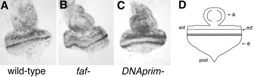 —BrdU incorporation in larval eye discs. Cells in S phase during a 2-hr period in third instar larval eye discs were visualized by BrdU incorporation (materials and methods). The genotypes of the discs are as follows: (A) wild type (w1118); (B) faf FO8/faf BX4; (C) DNAprimT2/DNAprimS240. The black dots are the cells that have incorporated BrdU. (D) A diagram of a third instar larval eye-antennal disc is shown; ant, anterior; post, posterior; mf, morphogenetic furrow; a, antennal portion of disc; e, eye portion of disc. In C, more cells have incorporated BrdU both anterior to the furrow and in the band posterior to the furrow. The discs shown are representative of all of the discs stained (∼20 of each genotype).