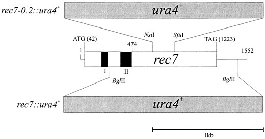 —Diagram of the rec7 gene and two disruptions. The 1.6-kb BamHI fragment shown was sequenced by Lin  et al. (1992). The open box shows the ORF of the rec7 gene. Translation start (A corresponds to nucleotide position 42) and stop (G corresponds to nucleotide position 1223) are indicated. Solid boxes represent experimentally confirmed introns. Their positions are: intron I from nucleotide 195 to 251, intron II from 366 to 470. The originally published ORF of rec7 was from 474 to 1223. Nucleotide positions are according to the numbering of the DNA sequence deposited in the GenBank database (accession no. M85297; Lin  et al. 1992). In the rec7::ura4+ construct the ura4+ marker gene replaced the BglII-BglII restriction fragment. This disruption mutation was used to analyze genetic and cytological phenotypes. In the rec7-0.2::ura4+ construct the marker gene was inserted between the 5′ NsiI and the 3′ SfuI restriction sites. This disruption mutation was used for the construction of the rec7::GFP strain.