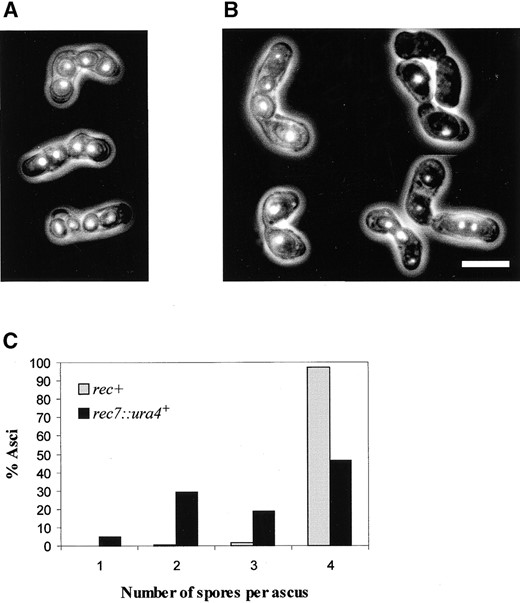 —Irregular ascus formation in rec7 disruption mutants. Morphology of zygotic asci of (A) rec+ and (B) rec7::ura4+ strains. The DNA content of the spores was visualized by DAPI staining. Photographs were taken with double illumination (UV and visible light). In contrast to the uniform spore size and DNA staining in the control, the rec7::ura4+ asci vary in spore number and spore size, and their spores have different DNA amounts. (C) Spore number in rec+ and rec7::ura4+ zygotic asci. Strains were crossed by standard genetic methods and spore numbers were determined by phase contrast microscopy in ∼200 mature asci. The averages of three experiments are given for the control and mutant crosses.
