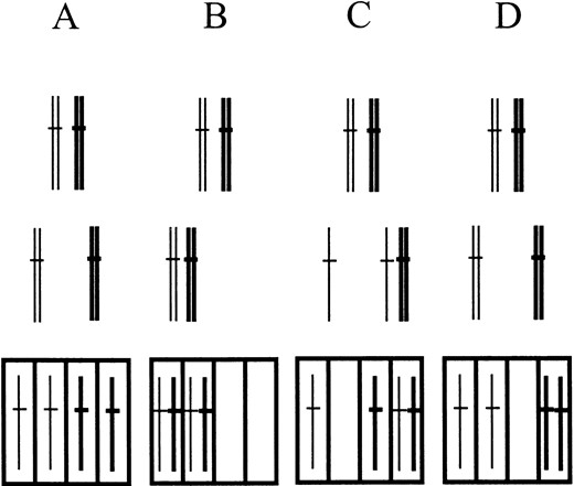 —Types of chromosome segregation. The diagrams refer to any of the three S. pombe chromosomes, but in the genetic assay applied, only chromosome III is considered. Thick lines relate to dark red colony color conferred by the ade6-M210 allele. Thin lines represent chromosomes III with the ade6-M216 allele, yielding light red colony color. Top, pairing of homologous chromosomes in meiotic prophase. Middle, two nuclei after meiosis I. Bottom, four nuclei after meiosis II. (A) Regular meiotic divisions. (B) Nondisjunction I. (C) Precocious separation of sister chromatids. (D) Nondisjunction II.