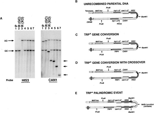 —Southern blot analysis of Trp+ recombinants. (A) Southern blot hybridization of DNAs from a sae2Δ strain (yAR579) digested with PvuII and BamHI. Expected fragments and location of the probes utilized are shown in B-D. Lane 1, unrecombined Trp- parental DNA (P in B); lane 2, Trp+ Cans recombinant with a simple gene conversion event (R-GC, in C); lane 3, Trp+ Cans recombinant with a gene conversion associated with a crossover (R-XO, in D). Lanes 4-7 are four independent Trp+ Canr recombinants showing palindromic gene rearrangements (E). The blot was first hybridized with a 32P-labeled probe of the HIS3 ORF as shown on the left. The probe was washed off and the blot was subsequently hybridized with a 32P-labeled HindIII fragment from the CAN1 gene. Arrows indicate variably sized novel CAN1 hybridizing bands in the palindromic rearrangements. (B) Structure of unrecombined parental DNA. Sites for cleavage by PvuII and BamHI are indicated. Locations of probes used in A are indicated by the internal lines. Internal arrows indicate the location of the promoters and the direction of transcription. (C) Structure of a Trp+ gene conversion event unassociated with a crossover. (D) Structure of a Trp+ gene conversion event associated with a crossover inverting HIS3 relative to the centromere (solid circle). (E) An example of the deduced structure of the palindromic events shown in lanes 4-7 of A.
