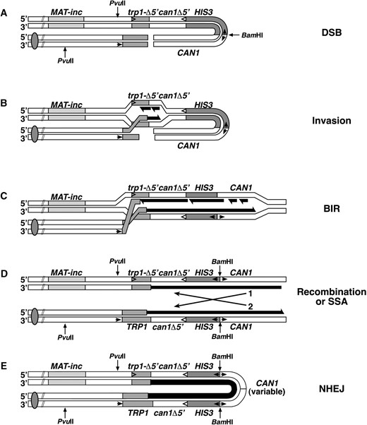—Model for the formation of symmetrical amplification events. (A) HO endonuclease cleaves the inverted-repeat substrate to produce a DSB. Arrows and restriction sites are as indicated in Figure 1. (B) One end of the break invades the homologous sequence on the other side of the break. After removal of the nonhomologous sequence, the 3′ hydroxyl from the broken end of trp1-3′Δ can serve as a primer for leading-strand DNA synthesis (black) using trp1-5′Δ as a template to produce a full-length wild-type TRP1 gene. Lagging-strand DNA synthesis may duplicate the displaced strand (shown) or the recently synthesized strand (not shown; see discussion). (C) The inability of the second side of the break to participate in the recombination event results in BIR, which may proceed until it reaches the broken end of the molecule. However, the contiguity between the centromere and telomere is not restored. (D) Chromosome contiguity can be restored by recombination (or SSA) between the duplicated sequences now oriented as direct repeats. This results in products that look like gene conversions either without (1) or with an associated crossover (2). (E) Alternatively, chromosome contiguity could be restored by NHEJ. The position at which the ends become ligated is variable and results in symmetrical molecules with a variably sized loop.