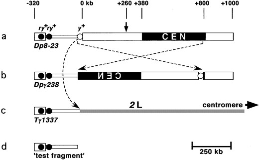 Generation of minichromosome derivatives used in this study. (a) Dp8-23 contains the centromere (CEN) and 1 Mb of pericentric heterochromatin (thick block) of the X chromosome. The arrow indicates where the 1.688 g/cc satellite DNA and 1.672 g/cc satellite DNA are juxtaposed (Le  et al. 1995; Williams  et al. 1998). Additionally, Dp8-23 contains 320 kb of euchromatin (thin block), the endogenous yellow+ gene (open circle, y+), and subtelomeric DNA (thick block on left), including two introduced PZ{ry+} elements (solid circles, ry+). (b) Pericentric inversion (crossed dotted arrows) rearranged the Dp8-23 chromosome to give Dpγ238. (c) Translocation between Dp8-23 and chromosome 2 (curved dotted arrow) gave rise to Tγ1337. (d) The distalmost 290 kb of all three chromosome are identical and are referred to as the test segment when in situ and test fragment when freed.