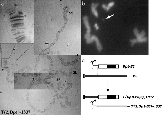 Structure of Tγ1337. (a) Aceto-orcein-stained salivary gland squash from a Tγ1337/+ individual. Inset shows the bifurcation of 2L, indicating a translocation with distal 2L. (b) Mitotic neuroblast of Tγ1337/Tγ1337, stained with 4′,6-diamidino-2-phenylindole, showing a small chromosome that is presumably the Dp8-23 centromere carrying the tip of 2L (white arrow). (c) Schematic depicting the translocation between 2L and Dp8-23 (thick and thin bars represent heterochromatin and euchromatin, respectively; solid rectangle represents the centromere; open blocks are Dp8-23 derived and shaded blocks are chromosome 2 derived).