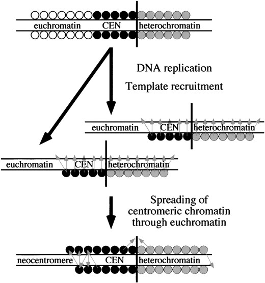 Model for epigenetic maintenance and spreading. The top chromosome shows different regions of DNA packaged as euchromatin (open circles), centromere (solid circles), and heterochromatin (shaded circles). Vertical black line indicates the heterochromatin/centromeric chromatin boundary. After replication (twin arrow), some factors remain associated with the DNA. Templating occurs (light gray arrows), as these factors recruit similar factors to the nascent DNA. This results in properly packaged DNA on both daughter chromosomes. Errors in recruitment can result in factors being recruited slightly out of register, which could cause an expansion of either the centromere or the heterochromatin. Boundaries between centromeres and heterochromatin could be maintained by an equilibrium between these competing forms of chromatin spreading, whereas euchromatin is not able to block centromere spreading and can acquire neocentromere function.