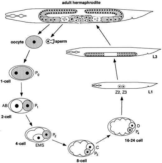 The germline cycle of C. elegans. The adult hermaphrodite has a two-armed gonad in which germ nuclei are in a syncytium. They divide mitotitically at the distal tip of each arm, enter meiosis, and differentiate into oocytes in the proximal arm. Oocytes are fertilized as they pass through the spermatheca and encounter sperm made during the L4 stage. The newly fertilized embryo (P0) undergoes four rounds of asymmetric divisions to form the primordial germ cell P4. P4 divides into Z2 and Z3, which proliferate during larval development to generate the ~1500 germ cells in the adult. Adapted from Strome  et al. (1995).