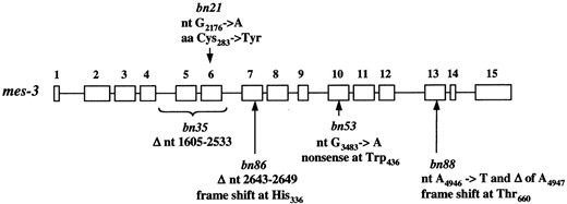 Mutations in mes-3 alleles. The mes-3 gene is schematically shown as 15 exons (open boxes) and 14 introns (lines between boxes). The positions of mutations (position 1 is the nucleotide adjacent to the trans-spliced leader) in each of the five alleles of mes-3 are indicated by a bracket (for bn35) or arrows. ▵, deletion; nt, mutation in the nucleotide sequence of mes-3; aa, amino acid alteration in MES-3. Our sequencing confirmed that in the wild-type gene, aa264 is Ala, as shown for F54C1.3 in GenBank.