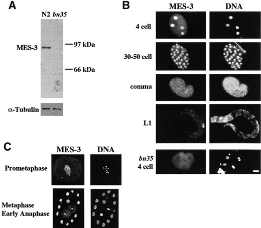 Western blot and immunostaining of embryos by rat anti-MES-3 antibodies. (A) Affinity-purified rat anti-MES-3 antibody was used to probe wild-type (N2) or mes-3 (bn35) worm extract that had been size fractionated by SDS-PAGE and blotted to nitrocellulose membrane. One band of ~90 kD was recognized by the anti-MES-3 antibody in the N2 lane but not in the bn35 lane. The same blot was probed with mouse anti-α-tubulin antibody as a loading control (bottom). (B) Wild-type or mes-3(bn35) embryos were stained with affinity-purified rat anti-MES-3 antibody and DAPI to visualize DNA. The stage of the embryo is indicated on the left. Four-cell embryo, staining is nuclear in all four cells; 30–50-cell embryo, MES-3 is present in all nuclei; Comma-stage embryo, faint staining is seen in all nuclei. The primordial germ cells Z2 and Z3 (~one-third from right end of embryo) are more brightly stained. L1 larva, staining is detected primarily in the primordial germ cells Z2 and Z3 (right); bn35 4-cell embryo, nuclear staining is not detectable. Bar, 10 μm. (C) Confocal images of wild-type embryos stained with rat anti-MES-3 and rabbit anti-histone to visualize chromosomes. Prometaphase, MES-3 is distributed in the nucleoplasm; metaphase and early anaphase, a portion of MES-3 is localized on chromosomes.