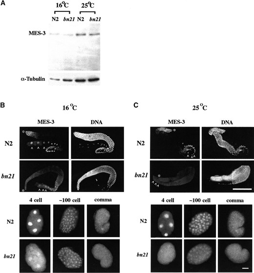 Accumulation and distribution of MES-3 in mes-3(bn21) mutants. (A) Worm lysates from wild-type (N2) worms or mes-3(bn21) mutants raised at 16° or 25° were probed by affinity-purified anti-MES-3 antibody on a Western blot (top). The same blot was probed by mouse anti-tubulin antibody as a loading control (bottom). MES-3 accumulates to similar levels in N2 and mes-3 (bn21) mutants at both 16° and 25°. (The MES-3 bands are dimmer in the 16° lanes because the 16° worms were younger and contained fewer embryos than the 25° worms.) (B and C) N2 or mes-3(bn21) gonads and embryos were extruded from hermaphrodites grown at 16° or 25° and stained by affinity-purified rat anti-MES-3 antibody and DAPI. The distal ends of the gonads are indicated by asterisks (*) and the oocytes are indicated by white carets (∧). The images were captured by Kodak Tri-X pan film with a set exposure time, and pictures were processed identically afterward. (B) At 16°, the distribution of MES-3 in bn21 gonads and bn21 embryos is similar to the distribution in wild type, but a higher proportion of MES-3 is distributed in the cytoplasm in bn21 oocytes and early embryos than in wild type. (C) At 25°, the level of MES-3 in the germline appears reduced and more cytoplasmic in bn21 than in wild type. In embryos, most MES-3 protein is distributed in the cytoplasm. Bar for gonads, 100 μm; bar for embryos, 10 μm.