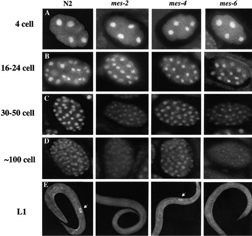 Distribution of MES-3 in other mes mutants. Embryos and L1 larvae from wild-type (N2) or homozygous mes-2, mes-4, and mes-6 mothers were stained with affinity-purified rat anti-MES-3 antibody and DAPI (DNA not shown). The images were captured by Kodak Tri-100 pan film with a set exposure time, and pictures were processed identically afterward. In early embryos (4–24 cells), the nuclear localization of MES-3 appears similar in mes mutants and in wild type. In later-stage embryos (>30 cells), the level of MES-3 is similar in mes-4 mutants and in N2 but appears significantly reduced in mes-2 and mes-6 mutants. In L1 larvae, MES-3 protein is enriched in the primordial germ cells Z2 and Z3 (white arrows) in wild-type and mes-4 mutants but is not detectably concentrated in those cells in mes-2 and mes-6 mutants.