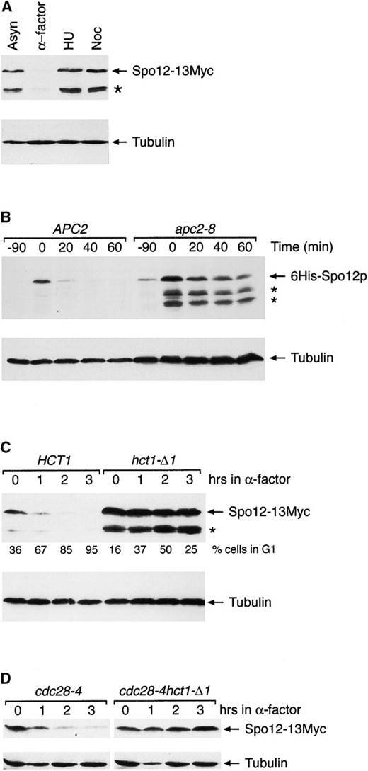 Spo12 degradation in G1 is dependent on the APC and Hct1. (A) Spo12 is absent in G1-arrested cells. YLF23 cells expressing Spo12-13Myc were arrested at specific stages of the cell cycle using chemicals as follows: G1 with α-factor (α-factor), S-phase with hydroxyurea (HU), or mitotic arrest with nocadazole (Noc). Samples for extract preparation were taken when >95% of cells were appropriately arrested. A sample from an asynchronous (Asyn) culture was included for reference. Spo12-13Myc (top) and tubulin (bottom) were detected by immunoblotting with anti-Myc 9E10 and anti-tubulin TAT-1 antibodies, respectively. Degradation products are indicated by an asterisk. (B) Spo12 degradation in G1 is dependent on the APC. Wild-type (CG378) and apc2-8 cells (KTM208) containing plasmid pGAL6HIS-SPO12 were grown in selective medium containing sucrose at 25°. Cells were arrested in G1 with 5 μg/ml α-factor and then shifted to 37° for 1 hr. 6HIS-SPO12 was induced with 4% galactose for 90 min, followed by addition of dextrose (4%) and cycloheximide (10 μg/ml), to repress transcription and translation, respectively. Samples for extract preparation were taken at the indicated times after repression. 6His-Spo12 (top) and tubulin (bottom) were detected by immunoblotting with anti-RGS.His and TAT-1 antibodies, respectively. Degradation products are indicated by asterisks. (C) Spo12 degradation is Hct1 dependent in α-factor-arrested cells. Wild-type and hct11-Δ1 cells (RS135-6B) containing integrated Spo12-13Myc were grown in YPD at 25°. Cells were arrested with 5 μg/ml α-factor, and samples for extract preparation were taken at the indicated times after α-factor addition. Samples for FACS analysis were also taken, and the percentage of cells in G1 at each time point is indicated. Spo12-13Myc (top) and tubulin (bottom) were detected as in A. Degradation products are indicated by an asterisk. (D) Spo12 degradation is Hct1 dependent in cdc28-arrested cells. Strains RS142-1D (cdc28-4) and RS142-13B (cdc28-4 hct1-Δ1) containing integrated Spo12-13Myc were grown in YPD at 25°. Cells were shifted to 35° to induce a G1 arrest, and samples were taken at the indicated times for extract preparation. At the 3-hr time point, >95% of cells in both cultures were arrested. Spo12-13Myc (top) and tubulin (bottom) were detected as in A.
