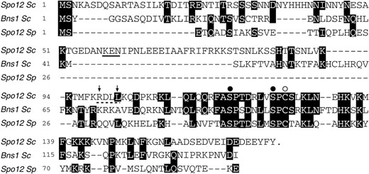 Comparison of Spo12 homologs and mutagenesis of Spo12 consensus sequence. Sequence alignment of the S. cerevisiae (Sc) Spo12 and Bns1 proteins and the S. pombe (Sp) Spo12 protein is shown. Numbers correspond to the amino acid positions in each protein. Amino acids identical to those found in S. cerevisiae Spo12 are shaded black. Substitutions in the S. cerevisiae Spo12 sequence were made by site-directed mutagenesis as follows: The highly conserved amino acids S118 and S125 (solid circles) were mutated to alanine or glutamic acid residues to produce MutAA and MutEE, respectively. Cysteine 127 (open circle) was mutated to alanine in MutC127A. A putative cyclin destruction box is marked with a dashed line, and residues R99 and L102 within this sequence (indicated by arrows) were mutated to alanines to generate MutDB. Alanine substitutions were also made to replace the three residues of a putative KEN-box motif (underlined) to make MutKEN.