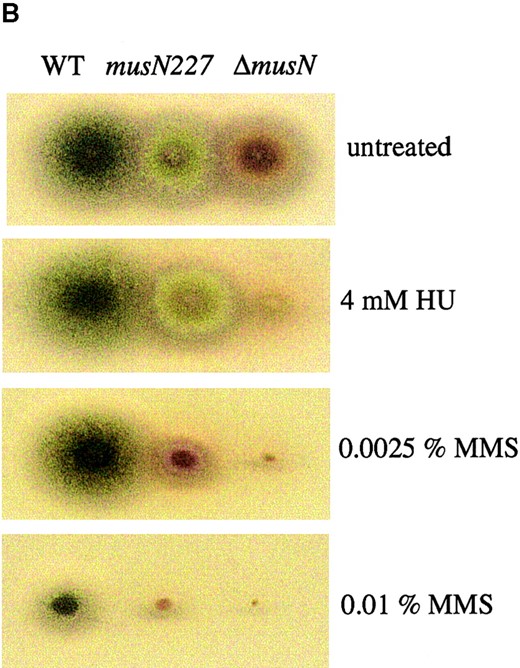 ΔmusN has a more severe phenotype than musN227. (A) Viability assays comparing the HU, UV, MMS, and bleomycin sensitivity of wild type (●; A28), musN227 (▪; ASH383), and ΔmusN (▴; AAH16). (B) A total of 104 conidia from wild type (A28), musN227 (ASH383), and ΔmusN (AAH16) were point inoculated onto MNV media and MNV containing 4 mm HU and 0.0025 or 0.01% MMS and incubated for 4 days at 32°.