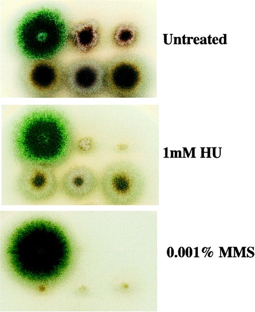 A defect in homologous recombination partially rescues the genotoxin sensitivity of ΔmusN. A total of 104 conidia were spotted onto MNV, MNV + 1 mm HU, and MNV + 0.001% MMS plates and incubated for 3 days at 32°. (Top, from left to right): wild type (A28), ΔmusN (ASH587), and ΔmusN (ASH588). (Bottom, from left to right): ΔmusNuvsC114 (ASH581), ΔmusNuvsC114 (ASH582), and ΔmusNuvsC114 (ASH583). Note that the ΔmusN strains used here (ASH587 and ASH588) possess different genetic backgrounds from the original ΔmusN strain (AAH16).