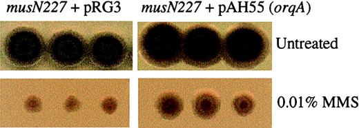 An extra copy of orqA partially rescues the MMS sensitivity of musN227. On the left are patches of the musN227 strain transformed with pRG3 vector alone on CM + Tx plates (top) and CM + Tx + 0.01% MMS (bottom). On the right are patches of the musN227 strain transformed with a copy of orqA on an integrating vector (pAH54).