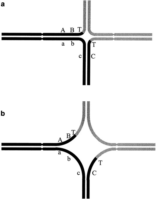 Translocation heterozygote quadrivalents with different degrees of asynapsis around the breakpoints. (a) A quadrivalent with maximal synapsis. (b) A quadrivalent with a large degree of asynapsis. The two normal chromosomes are indicated by a continuous solid and a continuous shaded line. The shade of the segments on the translocation chromosomes indicates homology with the normal chromosome. Centromeres are indicated by constrictions. Breakpoints are indicated by T and genetic markers are indicated by A, B, and C.