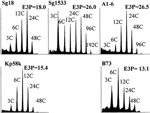 Flow cytometric measurement of mean nuclear ploidy (E3P) in selected inbred lines. Multiple endosperms from a single ear were combined for analysis. Histograms representing the endosperm with the highest measured ploidy for each inbred are illustrated. The x-axes are the log of the fluorescence intensity and the y-axes correspond to the relative frequency of a given intensity. The C value indicates the number of genome copies, and the E3P value describes the mean ploidy of all nuclei. The highest peak mean ploidy was attained at different stages of development for different inbreds as follows: B73, 23 DAP; Kp58k, 25 DAP; Sg18, 26 DAP; Sg1533, 29 DAP; and A1-6, 27 DAP.