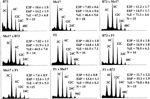Endoreduplication phenotypes of nine B73 × Mo17 generations. Single endosperms were subjected to flow cytometric analysis. Representative histograms were selected for illustration based on their approximation of the mean ploidy value of the generation. The x-axes are the log of the fluorescence intensity and the y-axes correspond to the relative frequency of a given intensity. Means and standard errors were calculated from no fewer than 14 kernels. The C value indicates the number of genome copies per nucleus; E3P is the mean C value of all nuclei; E6P is the mean C value of endoreduplicated nuclei; and %E is the mean proportion of endoreduplicated cells.