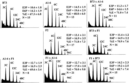 Endoreduplication phenotypes of eight B73 × A1-6 generations. Measurements and histogram selection were carried out as described in Figure 3. Means and standard errors were calculated from no fewer than eight kernels.