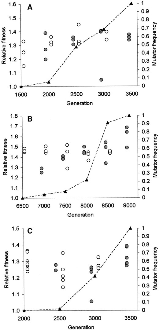 —Fitness measurements from each of the three populations for both wild-type (open) and mutator (shaded) phenotypes (left vertical axis), along with mutator frequency (dashed line, right vertical axis). Measurements from the Ara-2 population (A), the Ara-4 population (B), and the Ara+3 population (C) are shown. Each point represents the fitness of an independently isolated clone. As described in the text, fitness is measured relative to the common ancestor. For the first and last time points sampled in each population, the population was apparently fixed for one phenotype or the other, and thus the fitness of only one phenotype is shown.