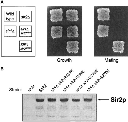 —The sir2eso mutants enhance the sir1Δ defect and the mutant proteins are expressed at wild-type levels. (A) The sir2eso mutants are completely mating defective only in sir1Δ cells. MATa strains were patched and replica plated onto YPD plates (growth control) and onto minimal plates top spread with cells of the opposite mating type. The sir2-G270E mutant, in the absence of Sir1p and in the presence of Sir1p, is shown. The strains used are wild-type, LPY5; sir1Δ, LPY6; sir2Δ, LPY11; sir1Δ sir2-G270E, LPY1418; and sir2-G270E, LPY3712. (B) Immunoblot analysis of sir2eso mutant whole-cell extracts using anti-Sir2p antisera (2916/8). The sir2eso mutant proteins are expressed from their chromosomal locus in a sir1Δ background. The three sir2eso alleles characterized in this article are expressed at levels comparable to wild type in both the SIR1 wild-type and sir1Δ backgrounds (the sir1Δ background is shown). The strains from left to right are sir2Δ (LPY11), wild type (LPY5), sir1Δ sir2-R139K (LPY655), sir1Δ sir2-F296L (LPY667), sir1Δ sir2-G270E (LPY1418), and sir1Δ sir2-G270E (LPY733).