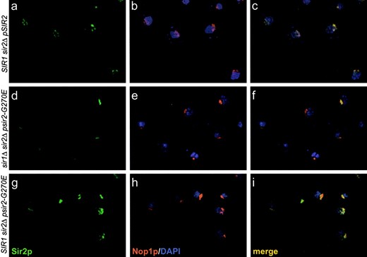 —The sir2-G270E mutant protein is mislocalized in cells lacking Sir1p. (Top: a, b, and c) SIR1 sir2Δ transformed with SIR2 on a HIS3 CEN plasmid (LPY4595). (Middle: d, e, and f) sir1Δ sir2Δ strain transformed with sir2-G270E on a HIS3 CEN plasmid (LPY4602). (Bottom: g, h, and i) SIR1 sir2Δ transformed with sir2-G270E on a HIS3 CEN plasmid (LPY4597). Strains (a, d, and g) were stained with anti-Sir2p affinity-purified antisera (2916/8) and detected by FITC-conjugated secondary antibodies (b, e, and h) with anti-Nop1p antibodies detected by a Texas-red-conjugated secondary antibody and (c, f, and i) the merge of Nop1p, Sir2p, and DNA staining with 4′,6-diamidino-2-phenylindole.