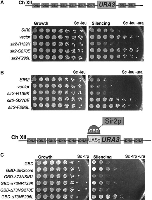 —The sir2eso mutants have distinct silencing phenotypes within the rDNA locus. (A) A sir2Δ strain (LPY2447) marked at the rDNA with a URA3 cassette was transformed with wild-type SIR2 on a LEU2 CEN plasmid (pLP1237), empty vector (pLP62), sir2-R139K (pLP1187), sir2-G270E (pLP1188), or sir2-F296L (pLP1189), and fivefold dilutions of the transformants were assayed for growth on Sc-leu or silencing on Sc-ura. The sir2eso mutants with mutations in the conserved domain of Sir2p are defective in rDNA silencing. (B) A SIR2 strain (LPY2446) transformed and assayed as in A. The sir2-G270E and sir2-F296L mutants are dominantly defective in rDNA silencing. (C) A sir2Δ strain (LPY5378) containing four Gal4p DNA-binding sites adjacent to the rDNA URA3 reporter was transformed with GBD (LPY5637), GBD-Sir2pcore210-440 (LPY5638), GBD-Δ73NSir2p73-562 (LPY5639), GBD-Δ73NSir2-R139Kp (LPY5640), GBD-Δ73N-Sir2-G270Ep (LPY5641), or GBD-Δ73NSir2-F296Lp (LPY5642). Fivefold dilutions were assayed for growth and silencing. GBD alone or fused to the conserved core domain of Sir2p failed to silence the reporter. The sir2-G270E mutant is rescued when tethered to the rDNA; however, the sir2-F296L mutant remains defective. Note that mutant sir2-R139K becomes defective in silencing at the rDNA when tethered to the locus.
