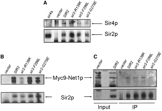 —The sir2eso mutant proteins interact with Sir4p and Net1p. Extracts were prepared from SIR1 sir2Δ net1Δ::Myc9-NET1-LEU2 and sir1Δ sir2Δ net1Δ::Myc9-NET1-LEU2 strains transformed with vector (LPY6402), SIR2 (LPY6403), sir2-R139K (LPY6404), sir2-G270E (LPY6405), or sir2-F296L (LPY6406). (A) Strain LPY6400 sir1Δ sir2Δ net1Δ::Myc9-NET1-LEU2. Sir4p was immunoprecipitated and tested for coimmunoprecipitation of Sir2p and sir2eso mutant proteins by immunoblot analysis. Immunoprecipitations were performed with anti-Sir4p (7795) and immunoblots were probed with antisera against Sir4p (2913/8; top) and Sir2p (2916/8; bottom). (B) Strains LPY5615 SIR1 sir2Δ net1Δ::Myc9-NET1-LEU2 (left) and LPY6400 sir1Δ sir2Δ net1Δ::Myc9-NET1-LEU2 (right). Immunoblot analysis of Net1-myc9 immunoprecipitated with anti-Sir2p (2916/8) and probed with anti-myc monoclonal antibody 9E10 (top) and against Sir2p (2916/8, bottom) is shown; it is also shown in a SIR1-sir2Δ background (left).
