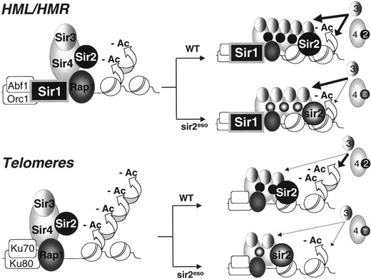 —An activity-sensitive model for HML/HMR and telomeric silencing. The Sir2/4 complex is recruited to the silent mating-type loci and telomeres via Rap1-Sir4p interactions (Sir1p also participates in recruitment at HML/HMR and Ku70p and Ku80p do so at telomeres). After initial recruitment and assembly, Sir2p activity is required to deacetylate (-Ac) histones H3 and H4, thereby recruiting additional Sir3 and Sir4 proteins leading to the spread of condensed chromatin. As the Sir proteins accumulate, subsequent spreading becomes less dependent on Sir2p activity. Although many aspects of sir2esop function support previous models of HM and telomeric chromatin, distinct from these models, sir2esop functions suggest that there may be locus-specific threshold requirements for NAD+-dependent catalytic activity. Thus, robust NAD+-dependent deacetylase activity is not necessary in all circumstances for nucleating stable silenced chromatin. For example, high levels of Sir2p enzymatic activity may not be critical when Sir1p or another targeting molecule such as GBD ensures that the Sir proteins remain associated with the locus. The sir2eso mutants, impaired in enzymatic activity, rely heavily on a targeting factor such as Sir1p or GBD for stable retention of the Sir proteins at the locus and for propagation of silencing.