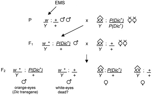 —Strategy for the identification of mutations in the cytoplasmic dynein intermediate chain gene. The screen strategy relies on an autosomal insertion of a dynein intermediate chain transgene P(Dic+), marked with the mini-w+ eye color gene, to rescue lethal mutations in the dynein intermediate chain gene. White-eyed males are mutagenized and mated to attached-X virgin females carrying a homozygous copy of the P(Dic+) transgene inserted on chromosome 2. The attached-X chromosome present in the parental females causes patroclinous inheritance of the mutagenized X chromosome (denoted by an asterisk) from fathers to sons. In the F1 generation, males containing a mutagenized X chromosome and heterozygous for the P(Dic+) transgene are individually mated to attached-X virgin females without the transgene. In the F2 generation, segregation of the transgene allows populations to be scored for the absence of white-eyed males, indicating a mutation in the dynein intermediate chain gene.
