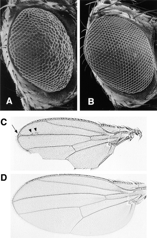 —The rough eye phenotype caused by shortwing is rescued by the Dic transgene. (A) Scanning electron micrograph (SEM) showing the rough eye phenotype of sw/Y. (B) SEM of an sw eye in the presence of the Dic transgene [genotype sw/Y; P(Dic+)/+]. (C) The wing phenotype of shortwing is variable, including defects in wing size and venation and incised margins. Arrow, bifurcated wing vein; arrowheads, ectopic vein material. (D) The wing defects are rescued by the wild-type Dic transgene [genotype sw/Y; P(Dic+)/+].
