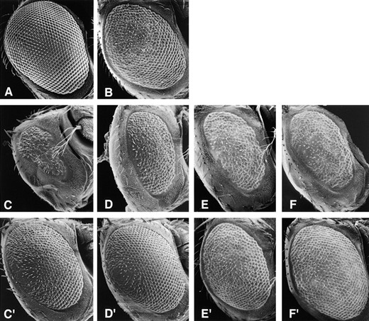 —Mutations in the dynein intermediate chain gene enhance the rough eye phenotype of Glued1. Scanning electron micrographs of Drosophila heads showing (A) a wild-type eye and (B) the dominant rough eye phenotype of Glued1. The Glued1 phenotype is dominantly enhanced by Dic mutant alleles (C) Dic1, (D) Dic2, (E) Dic3, and (F) sw. The enhanced rough eye is reversed by the addition of the Dic transgene, P(Dic+), shown in C′, D′, E′, and F′. Genotypes: (A) wild type, (B) Gl1/+, (C) Dic1/+; Gl1/+, (C′) Dic1/+; P(Dic+)/+; Gl1/+, (D) Dic2/+; Gl1/+, (D′) Dic2/+; P(Dic+)/+; Gl1/+, (E) Dic3/+; Gl1/+, (E′) Dic3/+; P(Dic+)/ +; Gl1/+, (F) sw/+; Gl1/+, and (F′) sw/+; P(Dic+)/+; Gl1/+.