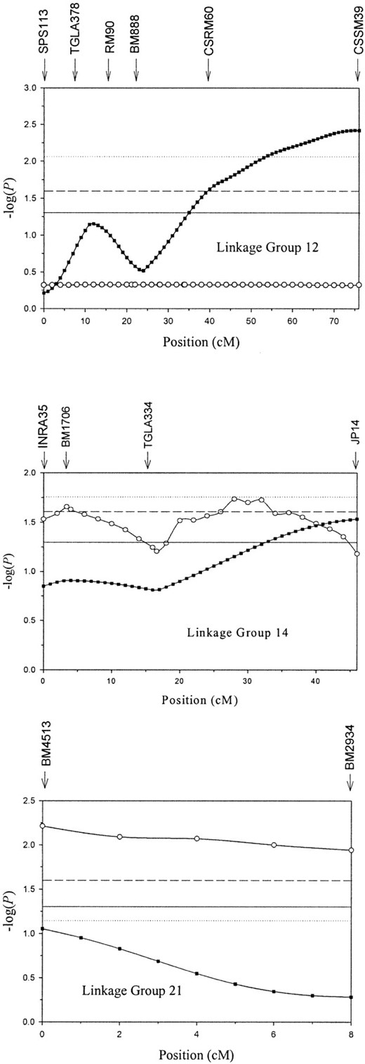 —Evidence for possible QTL on linkage groups 12, 14, and 21. Results from linear regression in half-sib families with eight or more progeny (▪) and from VC analysis (○) of the entire MAXI pedigree are shown. The y-axis shows the statistic -log(P), where P is the nominal significance for a QTL at that location. Horizontal lines represent nominal significance at P < 0.05 (—), chromosome-wide significance at P < 0.05 for the linear regression approach (· · ·), and chromosome-wide significance at P < 0.05 for the VC approach (- - -). Vertical arrows indicate marker location. Note that the test statistic for the VC method on linkage group 21 also exceeds the threshold for suggestive linkage at the experiment-wide level. The profile for linear regression analysis on linkage group 21 represents the nine families that inherited the “96-128” haplotype from MAXI (see results).