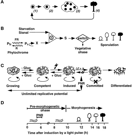 —Plasmodial development and sensory control of sporulation in Physarum polycephalum. (A) Scheme of the life cycle of P. polycephalum during apogamic development. Spores (1) germinate to give a haploid, mononuclear amoeba (2), which propagates by mitotic cell division. At high population density, amoebal cells may develop into a haploid, multinuclear plasmodium (3). Following growth and starvation, the plasmodium can be induced to sporulation by visible light. Several hours after commitment the plasmodial protoplasmic mass splits and develops into many individual fruiting bodies. Mature fruiting bodies (4) finally release ripe, haploid spores (1). Note that the life cycle of the wild type usually is diploid and mating of two haploid amoebae then is a prerequisite for plasmodial development and allows genetic analyses. However, to a low extent, viable spores can also be recovered from a very small population of homozygous diploid nuclei in an otherwise haploid plasmodium (Laffler and Dove 1977). (B) Sensory control of sporulation by starvation and far-red light. Sporulation of starved, competent plasmodia is triggered by a short pulse of far-red light (FR) through photoconversion of the phytochrome photoreceptor (Pfr) into its active state (Pr). If Pr is reconverted to Pfr by red light before a sufficient amount of the X-signal is formed, the plasmodium will not sporulate. If Pr and the starvation signal together are present at least for some hours, the plasmodium is committed to sporulation by accumulation of a sufficient amount of morphogenetic signal (S). The morphogenetic signal can be assayed through its ability to cause sporulation of incompetent plasmodia. Note that only the phytochrome-dependent pathway is shown. This scheme was adapted from Starostzik and Marwan (1995a). (C) Plasmodia pass through several physiological stages prior to sporulation. When the nutrient source is exhausted, plasmodia stop growing and develop sporulation competence during several days of starvation. Competent plasmodia are induced if exposed to visible light. After induction it takes several hours (Δt) until a plasmodium loses its unlimited replicative potential (symbolized by the oval arrows) and is irreversibly committed to sporulation. Growing, competent, or induced plasmodia (or small explanted pieces of them) resume growth if supplied with nutrients like glucose. Beyond the point of no return (PNR) committed plasmodia do not resume growth upon transfer to glucose-containing medium; instead the visible developmental program of sporulation is initiated several hours later. (D) After induction of sporulation there is a premorphogenetic phase without any visible changes in the plasmodial morphology. Morphogenesis starts at ∼10 hr after induction when the plasmodial strands break up into small nodular structures (nodulation stage). Each nodule culminates and differentiates into a melanized fruiting body that is made up of different cell types. Finally, haploid single nuclear spores are formed in the sporangium by meiotic cleavage of the multinuclear protoplasmic mass. Plasmodial commitment (PNR) occurs in the middle of the premorphogenetic phase. This scheme was adapted from Starostzik and Marwan (1998).