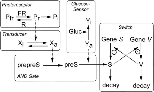 —Kinetic model for the sensory control of sporulation in Physarum polycephalum. Two inputs, far-red light and glucose, control the developmental switch circuit through formation of the sporulation signal S. Functional elements are indicated to make the structure of the network more easily comprehensible. Photoreceptor- and glucose sensor-dependent pathways are integrated by a mechanism behaving like a logic AND gate (Starostzik and Marwan 1994). The output of this type of boolean logic element is true only if two input signals are present. The behavior of the toggle switch has been described by Gardner  et al. (2000). Transcription of gene S is repressed by the product of gene V in a cooperative manner while the product of gene S represses the transcription of V. According to Gardner  et al. (2000), the changes in concentrations of S and V within the toggle switch circuit are d[S]/dt =α1/(1 + [V]β) – S and d[V]/dt =α2/(1 + [S]γ) – V, where α1 and α2 are the synthesis rates of S and V, respectively, in the absence of any repressor and β and γ are the Hill coefficients for the repression of the synthesis rates by V and S gene products, respectively.