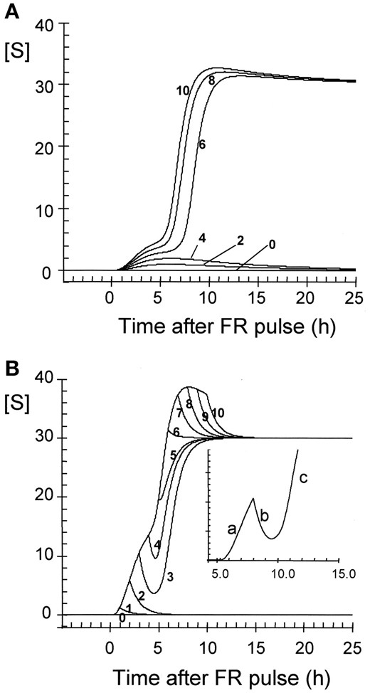 —Kinetics of sporulation signal formation in response to network activation. (A) Time course of the sporulation signal in a starved, competent plasmodium in response to a far-red pulse of various intensities (photon exposure). Numbers indicate the relative pulse intensity (×10–2). Farred pulses below threshold (2, 4) cause a small and transient increase in the concentration of S, which is due to the decay of preS before it returns to the dark level (0). Above threshold (6–10), additional S is formed through the toggle switch circuit and a new bistable steady state (high S, low V) is assumed, which is now independent of either far-red light or glucose. (B) Quenching of the sporulation signal in farred light-exposed plasmodia by glucose. The time course of the sporulation signal in response to a saturating far-red pulse (relative photon exposure Ifrσfrφfr = 0.4) was calculated and the addition of glucose at different time points (1–10 hr) after the far-red pulse was simulated. Until 2 hr after far-red exposure the sporulation signal is completely quenched by glucose. At later times (3–10 hr) quenching of preS decay by glucose still occurs but not to an extent required to suppress switching. The time course of S for the addition of glucose at 3 hr after the farred pulse is shown in the inset [numbers on the abscissa indicate the time elapsed after the FR pulse (hours)]. Before glucose is added (a) S is formed by light-induced decay of preS and to a small extent also through the toggle switch circuit. After addition of glucose (b) decay of preS is suppressed and S decays more quickly than it is formed, until S finally wins (c) and the toggle is switched.