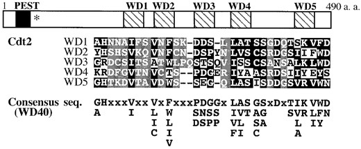 —Characteristic domains of Cdt2. Cdt2 contains a potential PEST sequence (amino acid residues 21-38) and five WD40 repeats (178-208, 226-257, 285-317, 339-369, and 435-464), which are shown as solid and hatched boxes, respectively. The nonsense mutation site in the cdt2-M1 allele is indicated by an asterisk. Amino acid alignment of the five WD40 repeats with the consensus sequence is presented. Conserved and nonconserved (“x” in the consensus) amino acid residues are indicated in white letters against solid or shaded backgrounds, respectively.