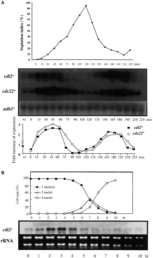 —Mitotic and meiotic cell-cycle expression of cdt2+. (A) Transcription of cdt2+ during mitosis. Cells synchronous for mitotic division were prepared by transient temperature shifts in a cdc25-22 mutant (GG51). Samples were taken at 15-min intervals following release from restrictive temperature both for RNA preparation and to measure septation index to indicate synchrony of cell-cycle progression (top). The RNA was subjected to Northern blot analysis, with the blot consecutively hybridized with probes for cdt2+, cdc22+, and adh1+, the latter as a loading control (middle). Ratio of transcripts against adh1+ is shown (bottom). (B) Transcription of cdt2+ during meiosis. A pat1-114 homozygous diploid (JZ-670) was incubated in EMM-N for 15 hr at 25° and then shifted to 34° to induce meiosis in a synchronous fashion. At hourly intervals cell samples were taken for RNA preparation and to monitor meiotic nuclear divisions by DAPI staining (top). The RNA was subjected to Northern blot analysis, with the blot hybridized with a probe for cdt2+ (bottom). Ethidium bromide staining of ribosomal RNAs is presented as a loading control.