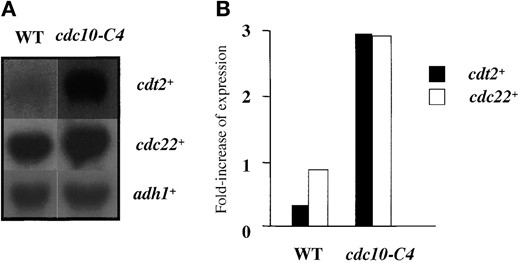 —cdt2+ transcription in cdc10-C4. (A) RNA was prepared from cultures of wild type (GG1) and cdc10-C4 (GG250) grown at 25° and subjected to Northern blot with the blot consecutively hybridized with probes for cdt2+, cdc22+, and adh1+, the latter as a loading control. (B) Quantification of each transcript against adh1+. Ratio of transcripts against adh1+ is shown.