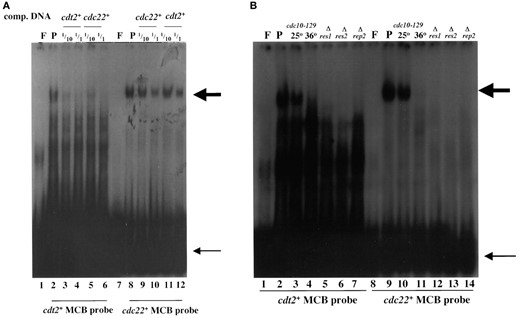 —DSC1 binds to MCB motifs in the cdt2+ promoter. (A) Gel retardation analysis using oligonucleotides containing MCB sequences from the cdt2+ and cdc22+ promoters, with wild-type (GG1) protein extracts. Lane F, free probe; lane P, 20 μg protein with probe. Competition reactions were performed with the same unlabeled cdt2+ and cdc22+ promoter DNA at 1/10 and 1/1 concentrations. Large arrow indicates DSC1, and small arrow indicates free probes. (B) Gel retardation analysis with protein extracts from wild-type and DSC1 mutant cells. Strains used for protein extraction are GG1 (wild type), GG219 (cdc10-129), GG154 (Δres1), GG147 (Δres2), and GG149 (Δrep2). The temperature-sensitive cdc10-129 mutant was cultured at 25° or 36°.