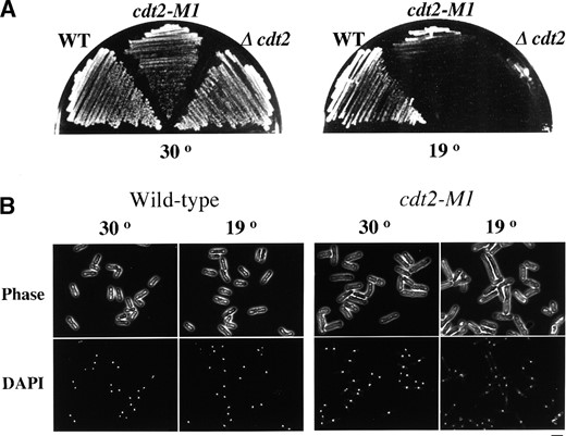 —Phenotypes of cdt2 mutants. (A) Cold-sensitive growth of cdt2 mutants. Wild-type (C996-11D), cdt2-M1 (SY3), and Δcdt2 (SY6) cells were incubated on YE plates at 30° for 2 days or at 19° for 3 days. (B) Cell morphology of a cdt2 mutant at the restrictive temperature of 19°. Cells of wild-type strain (C996-11D) and cdt2-M1 mutant (SY3) were cultured in YE liquid medium at 19° for 24 hr, fixed with 70% ethanol, and stained with DAPI. Bar, 10 μm.