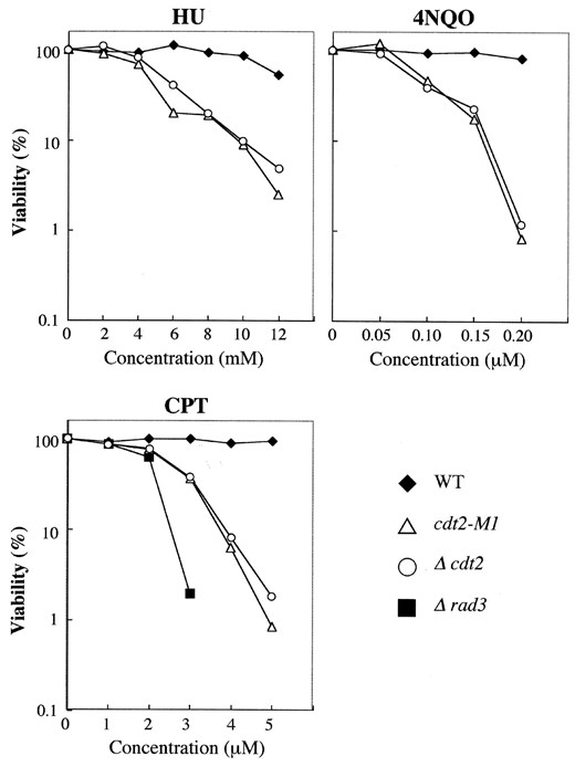 —HU, 4NQO, and CPT sensitivity of cdt2 mutants. Wild-type (C996-11D), cdt2-M1 (SY3), Δcdt2 (SY6), and Δrad3 (SY12) cells were spread onto YE plates containing various concentrations of HU, 4NQO, or CPT. After 5 days of incubation at 30°, colony numbers were counted. Viability was calculated as a percentage of control cells that were not treated with drugs. Viability of Δrad3 was <0.1% on YE plates containing 2 mm HU, 0.05 μm 4NQO, or 4 μm CPT.