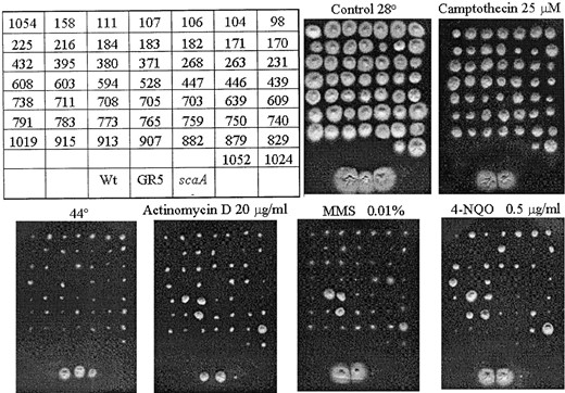 —Extragenic suppressors of the scaA1 mutation. A total of 56 extragenic suppressors with an associated heat-sensitivity defect were isolated, and 51 of them are shown here. They were grown on YUU at 28°, YUU + camptothecin (top), YUU at 44°, YUU + actinomycin D, YUU + MMS, and YUU + 4-NQO (bottom) for 72 hr. Only 15 extragenic suppressors were analyzed to determine whether the conditional hs- mutation in the mutants cosegregated with the scs mutations (see Table 2).
