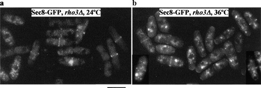 —Sec8-GFP localization is rho3 independent. rho3Δ cells expressing Sec8-GFP were either grown at 24° (a) or shifted to 36° for 4 hr (b) and examined for GFP epifluorescence. Bar, 10 μm.
