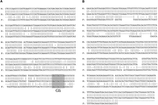 —Sequence alignment of CNS-6 (A) and CNS+2 (B). Within the 200-kb interval analyzed by PipMaker, these regions are the only two segments of noncoding sequences that show a significant degree of homology among humans, mice, and Fugu. Vertical bars, double dots, and dashes indicate perfect matches, transitions, and gaps, respectively. In CNS-6, the potential Glibinding sites with the complete consensus motif are shaded. M, mouse; H, human; and F, Fugu.