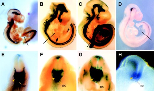 —X-gal staining of CNS-6 transgenic embryos. (A–C) Wholemount overview of transgenic founder embryos at E10.5-E11. lacZ expression is clearly visible along the whole neural tube. (D) RNA in situ hybridization of Nkx2-9 at E10.5 as control. E–H show transversal dissections of the whole embryos depicted in A–D, respectively. The section level is indicated in A–D with a line. Note that X-gal staining is consistently seen in the ventral part of the neural tube (yellow arrowheads in E–G). The location of the notochord is indicated (nc in E–H).