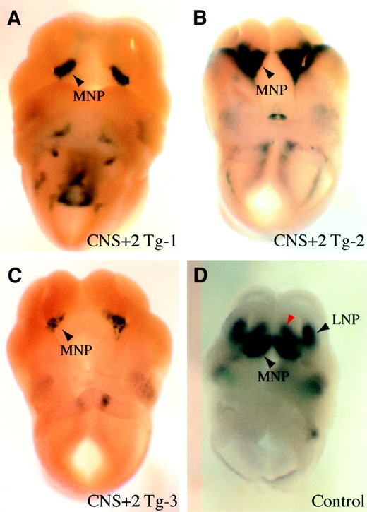 —X-gal staining of CNS+2 transgenic embryos. A–D show reporter (lacZ) expression in the ventral part of the facial structures from three independent transgenic founder embryos at E11.5 (A–C) in comparison to endogenous Pax9 expression detected by RNA in situ hybridization at E11.0 (D). (A–C) The reporter expression is consistently observed in the oral edge of the medial nasal processes (MNP) as indicated by black arrowheads. (D) Pax9 is very strongly expressed in the corresponding part of the MNP. Note that Pax9 is also expressed in the dorsal part of the MNP (red arrowhead) and in the lateral nasal processes (LNP).