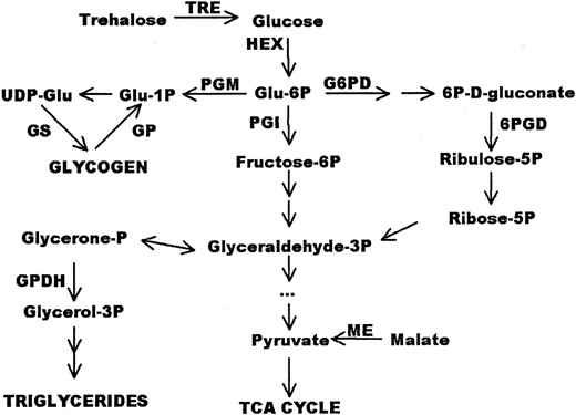 —The relationship among the components of energy metabolism assayed. Glu, glucose.